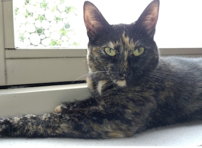 Heb jij Petertje gezien? Dit huisdier wordt in Tiel vermist