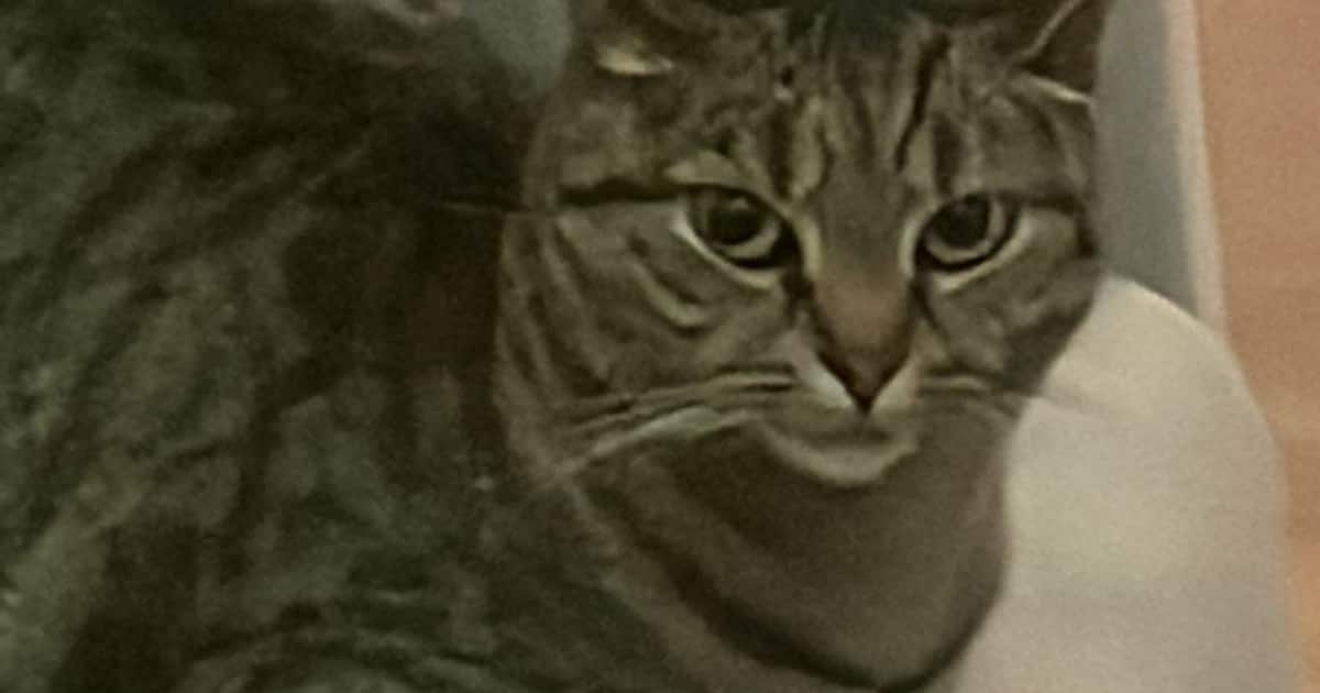 Heb jij Minis/Minoes gezien? Dit huisdier wordt in Medemblik vermist