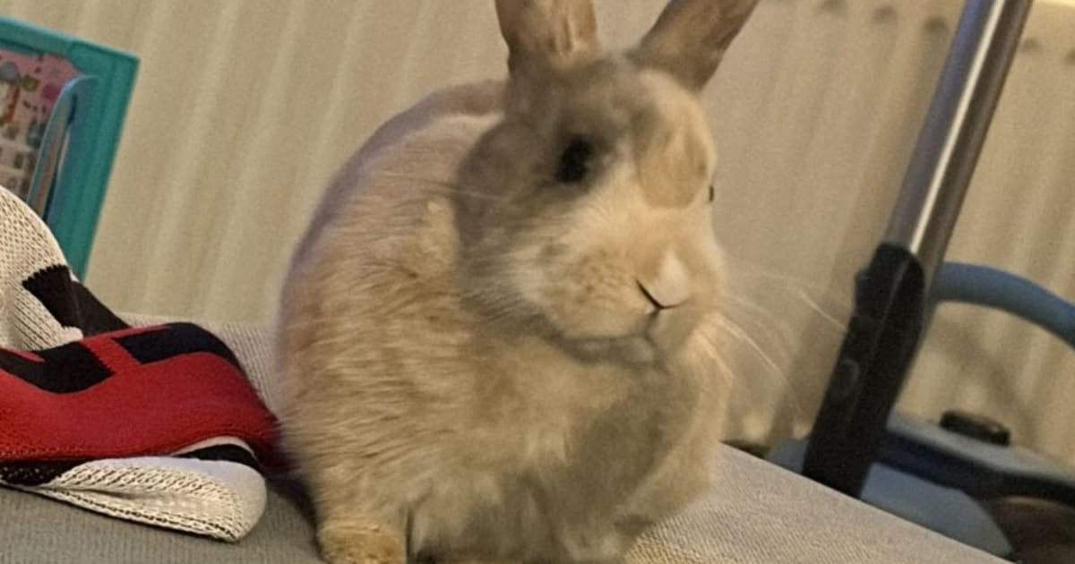 Heb jij Bugsy gezien? Dit huisdier wordt in Oosterhout vermist