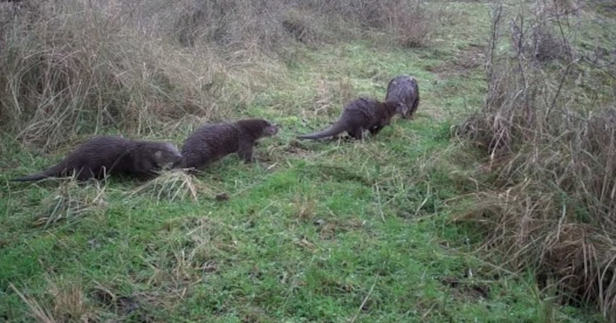De otter voelt zich thuis in Meijendel en sticht voor het eerst een gezin