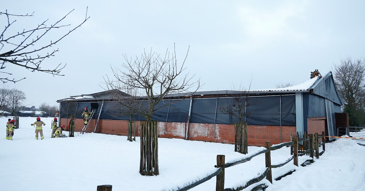 LIVE sneeuw | Dak van stal met 23 koeien bezwijkt in Hilversum, Barry Atsma ‘geschokt’ na instorten 