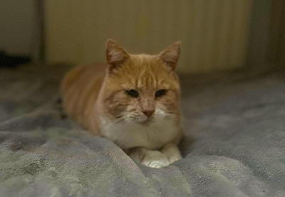 Heb jij Fleur of Kees gezien? Deze twee huisdieren worden in Oss vermist