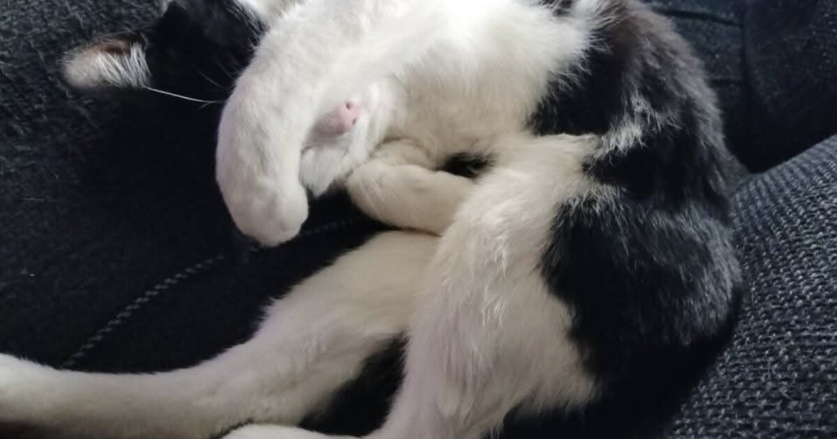 Heb jij Mickey of Ted gezien? Deze twee huisdieren worden in Midden-Groningen vermist
