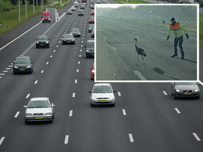 Na kraanvogel-drama op A2: vogel die urenlang boven overleden partner cirkelde mogelijk gevangen