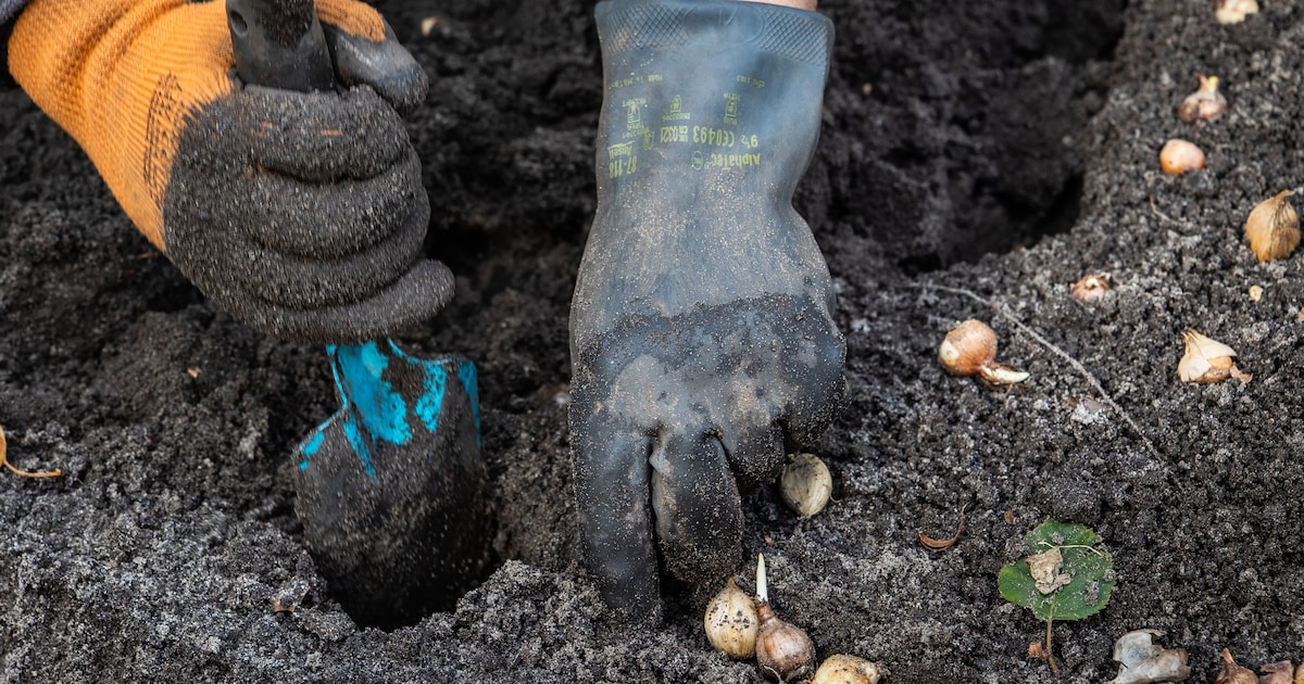 Activiteiten rondom duurzaamheid en vergroening tijdens Klimaatweek in Albrandswaard