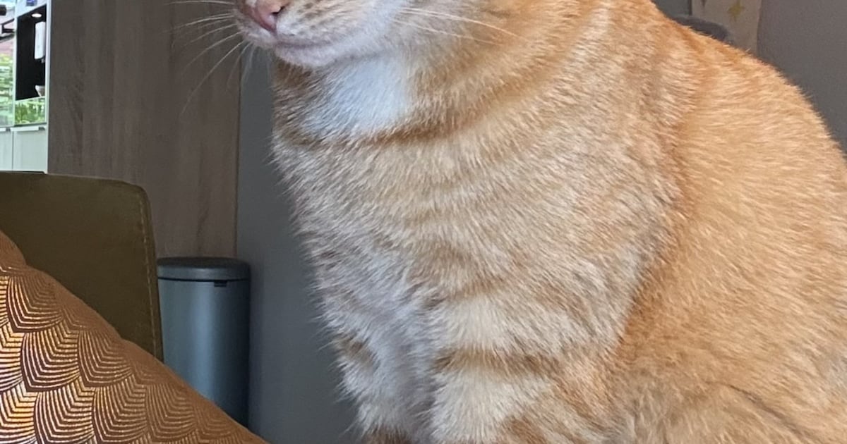 Heb jij Moos, Mojo of Yara gezien? Deze drie huisdieren worden in Halderberge vermist