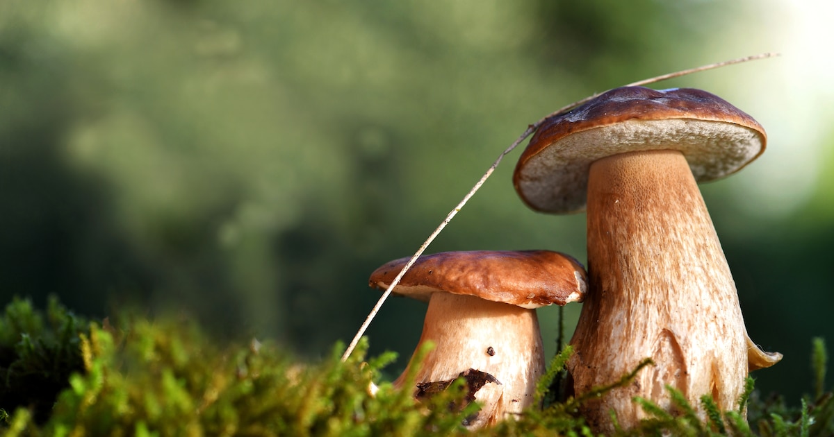 Zwammenlab bij De Lepelaar neemt deelnemers mee het Vlielandse bos in