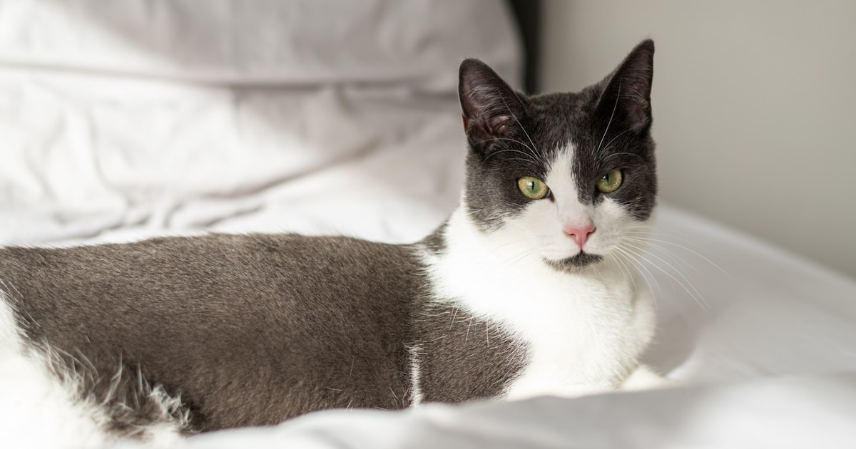 Heb jij Moos of Muis gezien? Deze twee huisdieren worden in Gouda vermist