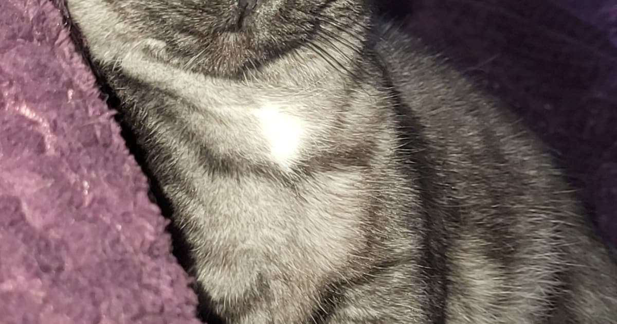 Heb jij Baarfie, Poppie of Wip gezien? Deze drie huisdieren worden in Zwijndrecht vermist