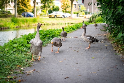Het zwanenkoppel is ouders geworden van hoopje grijs donzen pulletjes