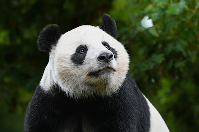 Einde aan haar tijd in Ouwehands: pandajong Lang Yue vertrekt binnenkort naar China