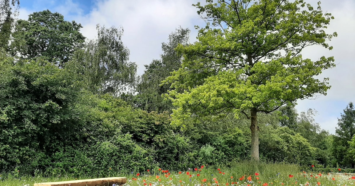 Opening natuurbegraafplaats Kerkedijk in Bergen op 9 juni