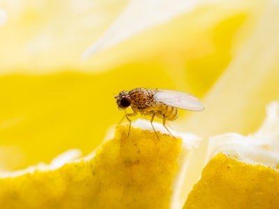 Fruitvliegjes laten zich moeilijk vangen, met dit huishoudmiddeltje lukt het wel