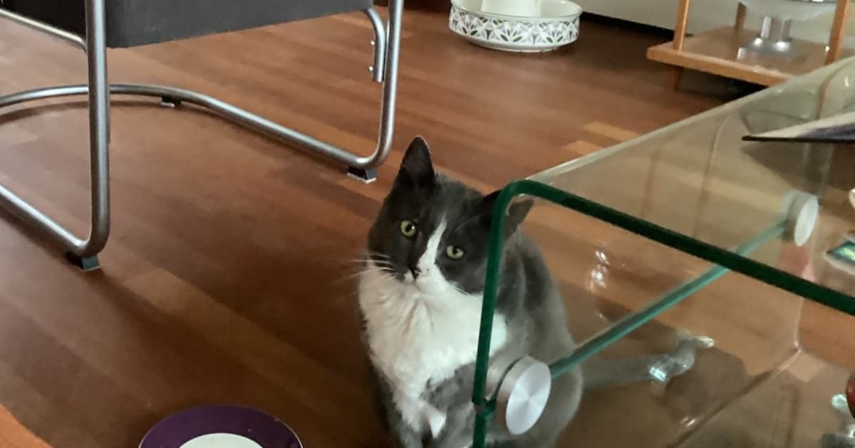 Heb jij Toby of Sam gezien? Deze twee huisdieren worden in Tytsjerksteradiel vermist