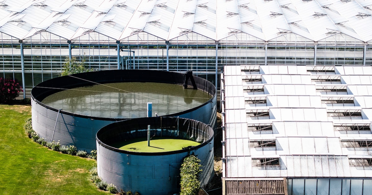 Delfland heft verbod op gebruik van oppervlaktewater tijdelijk op