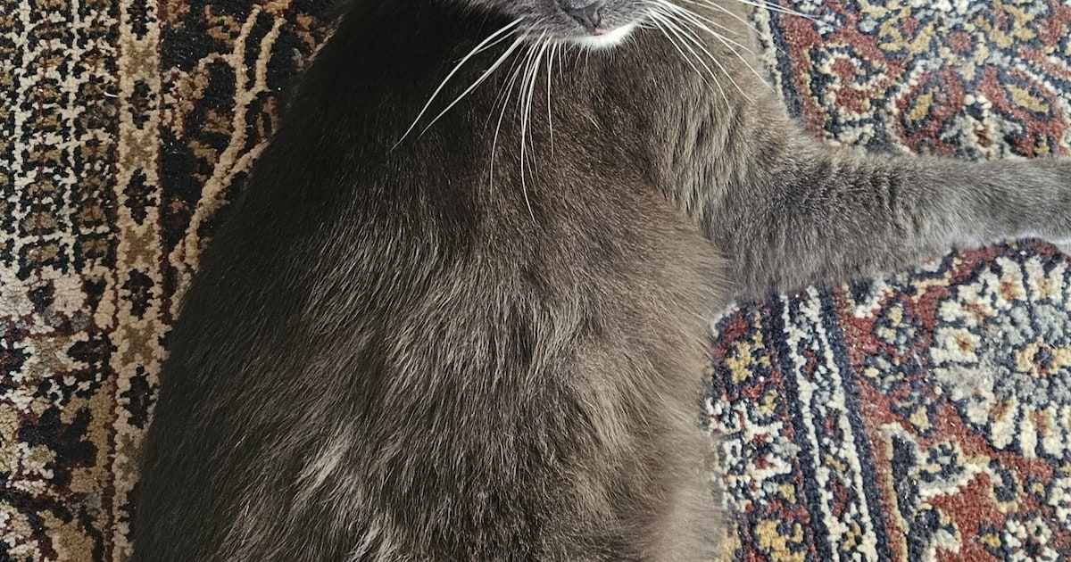 Heb jij Snip gezien? Dit huisdier wordt in Ouder-Amstel vermist