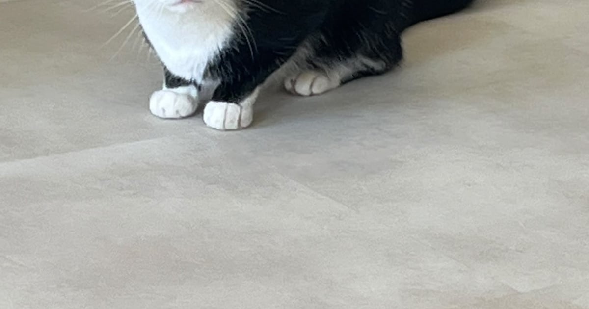 Heb jij Niki, Ginger of Fistik gezien? Deze vier huisdieren worden in Nissewaard vermist
