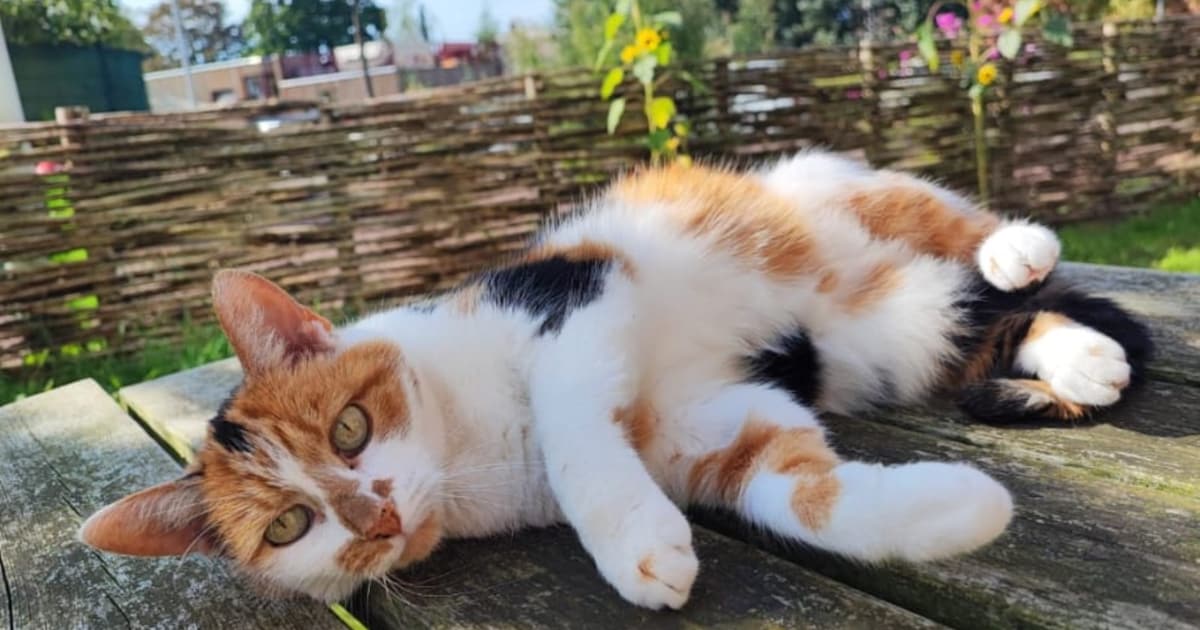 Heb jij Kedi gezien? Dit huisdier wordt in Landsmeer vermist