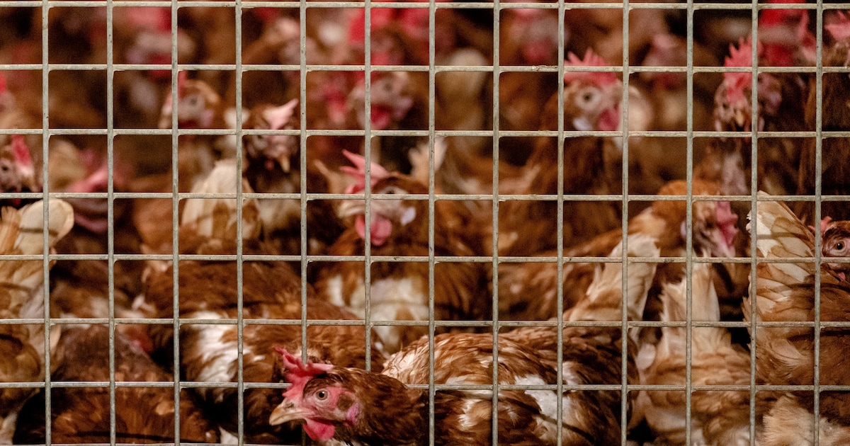 Vogelgriep vastgesteld vlak over de grens in Duitsland