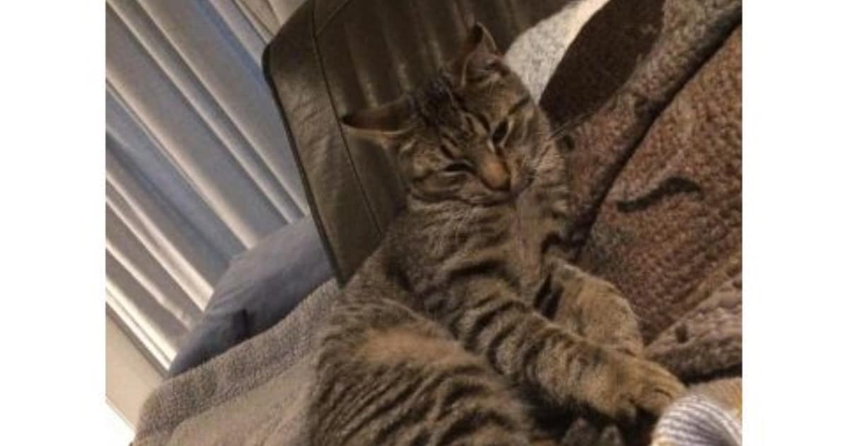 Heb jij Molletje of Pieter gezien? Deze twee huisdieren worden in Dalfsen vermist