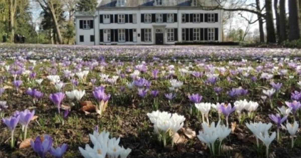 Natuurexcursie langs bloeiende stinzenplanten in Amersfoort