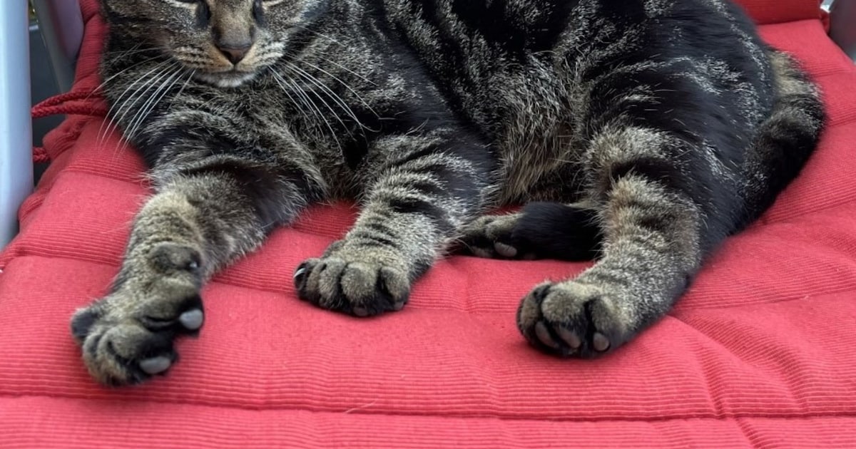 Heb jij Mick of Mees gezien? Deze twee huisdieren worden in Weststellingwerf vermist