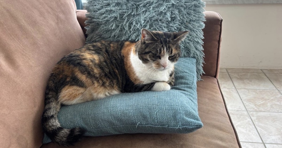 Heb jij Lexi gezien? Dit huisdier wordt in Aa en Hunze vermist