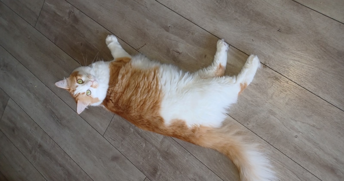 Heb jij Draakje, James of Mojo gezien? Deze drie huisdieren worden in Stadskanaal vermist