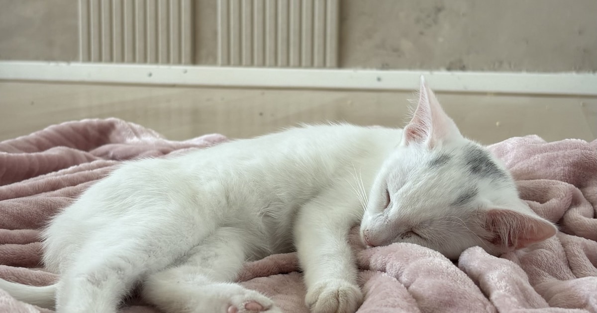 Heb jij Yuki of Lio gezien? Deze twee huisdieren worden in Zwijndrecht vermist
