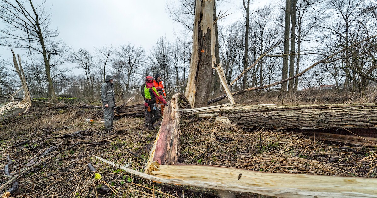 Uit voorzorg nog even niet naar bos of park, maar stormschade rond Delftse Hout valt mee