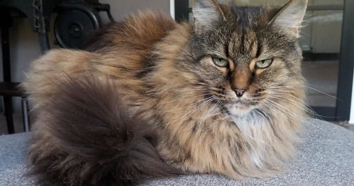 Heb jij Nova, Biggie of Garfield gezien? Deze zeven huisdieren worden in Assen vermist