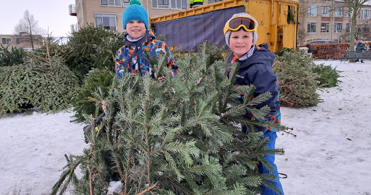 Ondanks barre weer meer dan 2000 kerstbomen ingeleverd, meeste in Schipluiden