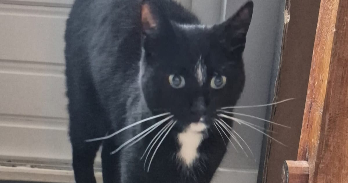 Heb jij Fancy of Ivy gezien? Deze twee huisdieren worden in Montfoort vermist