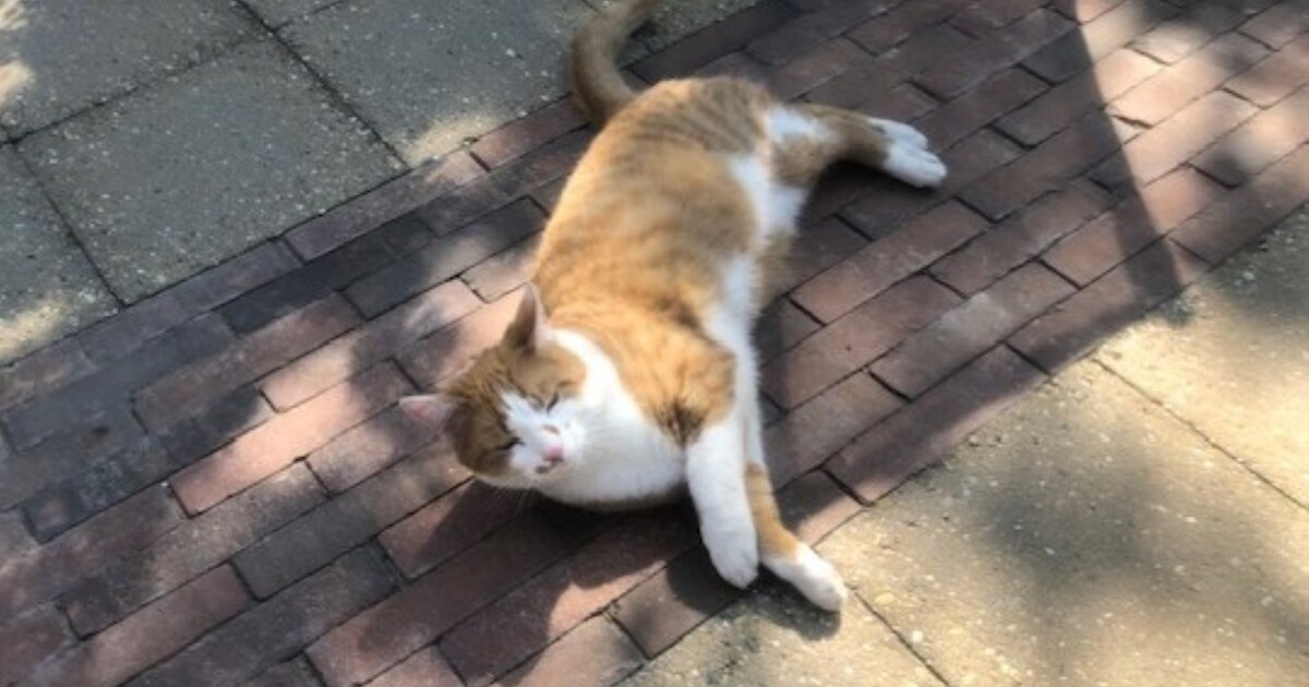 Heb jij Bikkel gezien? Dit huisdier wordt in Krimpenerwaard vermist