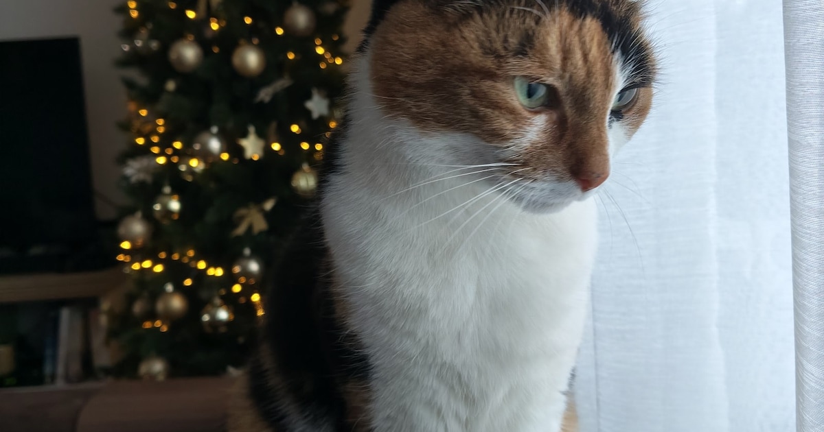 Heb jij Feye gezien? Dit huisdier wordt in Alphen aan den Rijn vermist