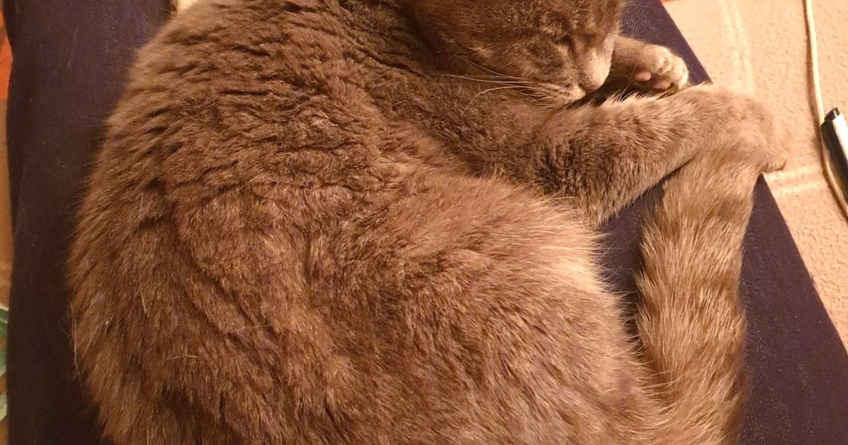 Heb jij Joep of Bella gezien? Deze twee huisdieren worden in De Wolden vermist