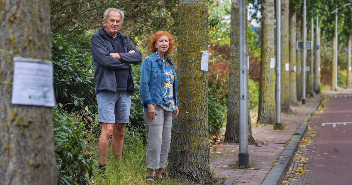 Bewoners keren zich tegen kap van 26 bomen aan de Engelsestraat: ‘Scheelt zeker 10 graden’