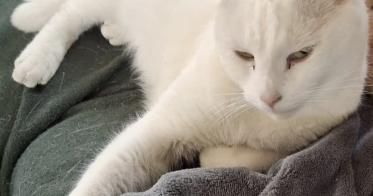 Heb jij Guusje gezien? Dit huisdier wordt in Wijk bij Duurstede vermist