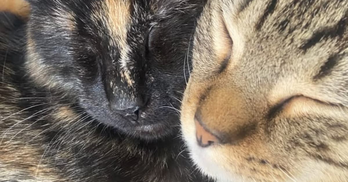 Heb jij Meissie of Robbie gezien? Deze twee huisdieren worden in Maastricht vermist