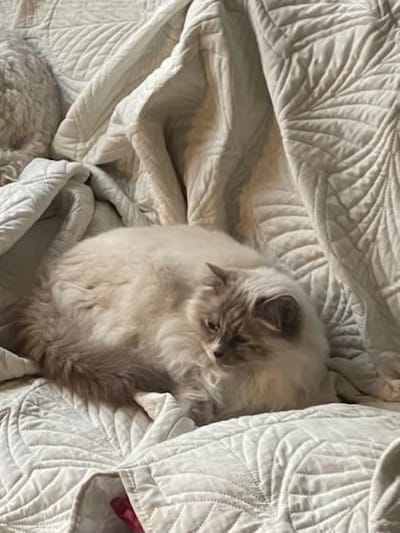 Heb jij Blacky, Maus of Jazz gezien? Deze vier huisdieren worden in Veenendaal vermist