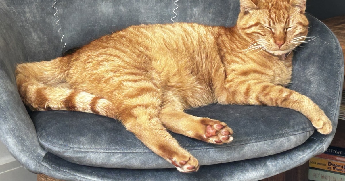 Heb jij Simba gezien? Dit huisdier wordt in Koggenland vermist