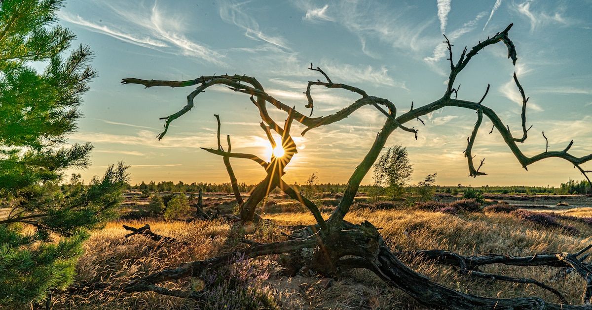Yoga-wandeling voor mantelzorgers uit Heeze-Leende op Strabrechtse Heide