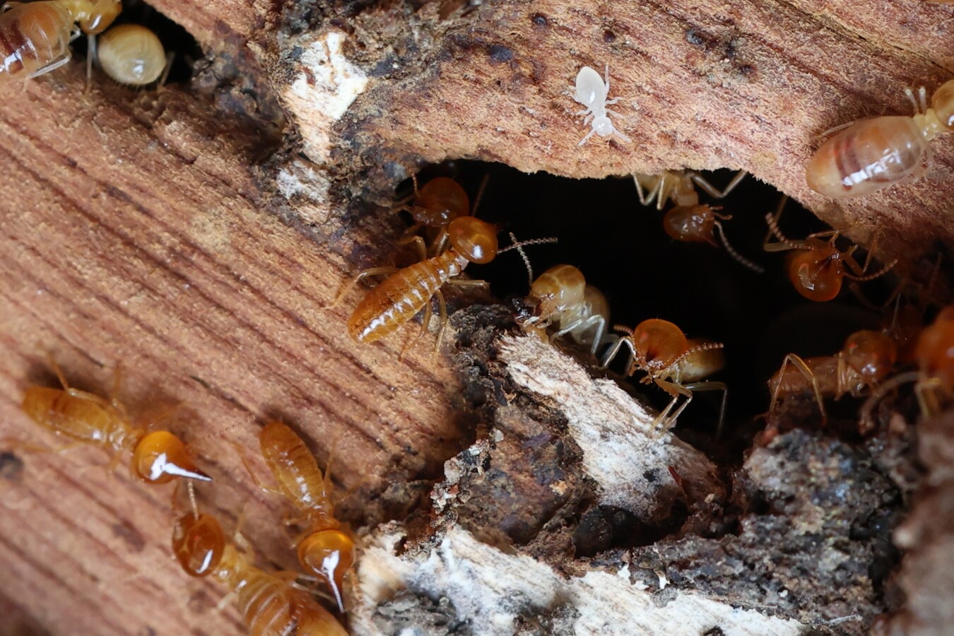 De termiet rukt op in Nederland, en dit vreetgrage insectje gaat hier ...