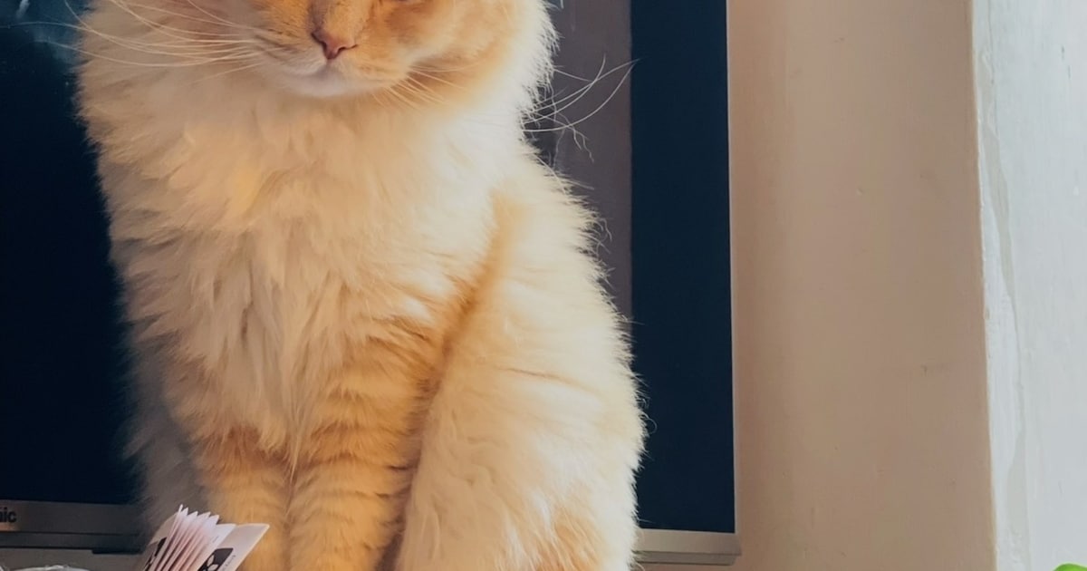 Heb jij Binkie, Kaya of Frenkie gezien? Deze 10 huisdieren worden in Haarlem vermist