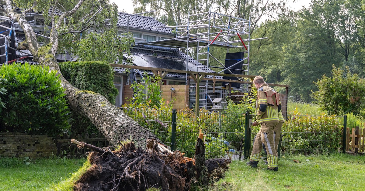 Boom valt op huis aan Haenepolle in Noordwolde