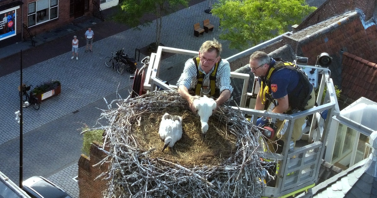 Brandweer Vianen schiet te hulp bij ringen ooievaars op stadhuis