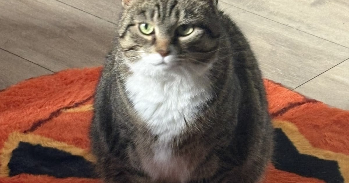 Heb jij Maelo, Bibi of Lilo gezien? Deze vier huisdieren worden in Bergen op Zoom vermist