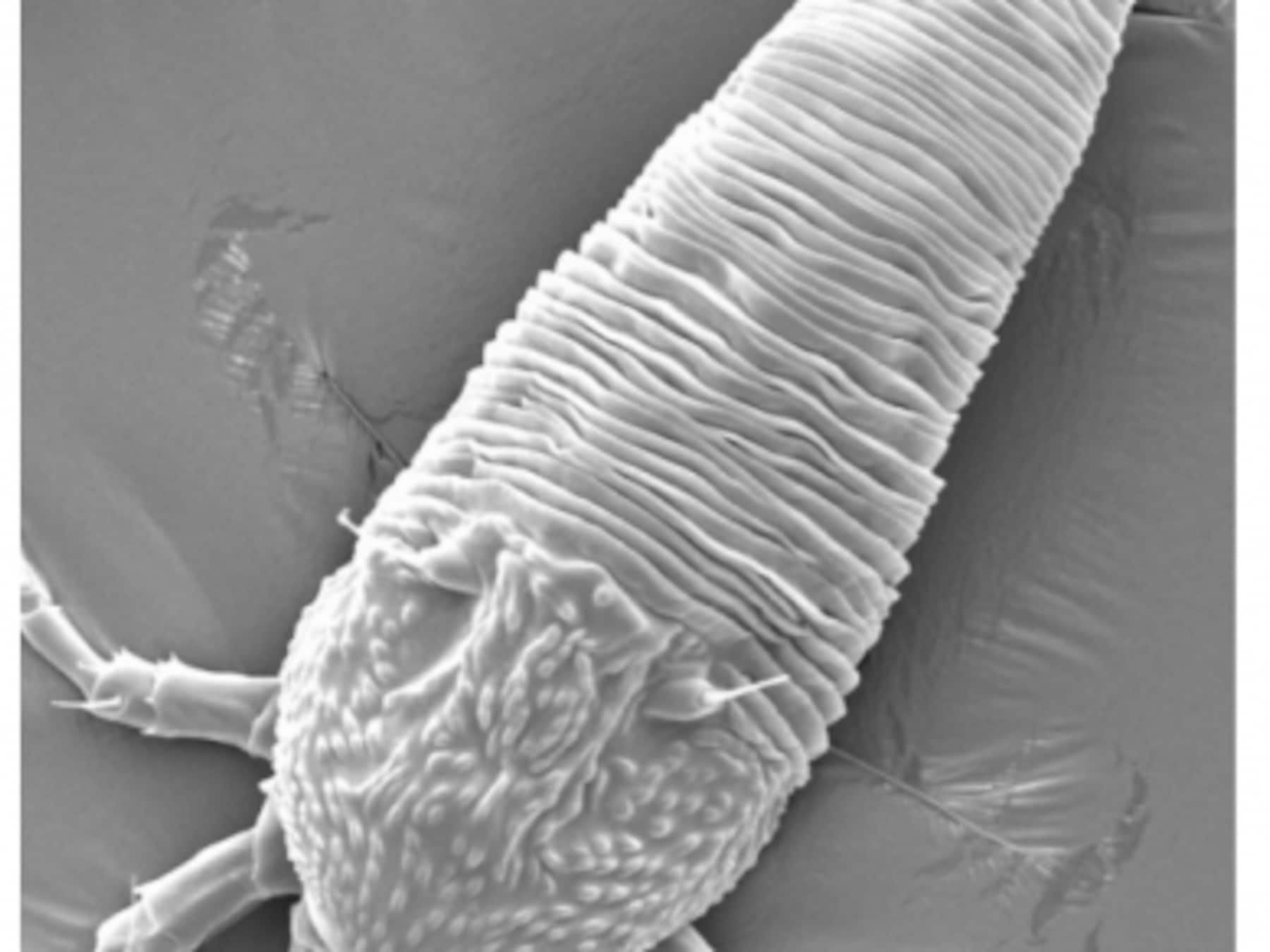 Spinachtig diertje van 0,1 millimeter moet deze uitheemse woekerplant vernietigen