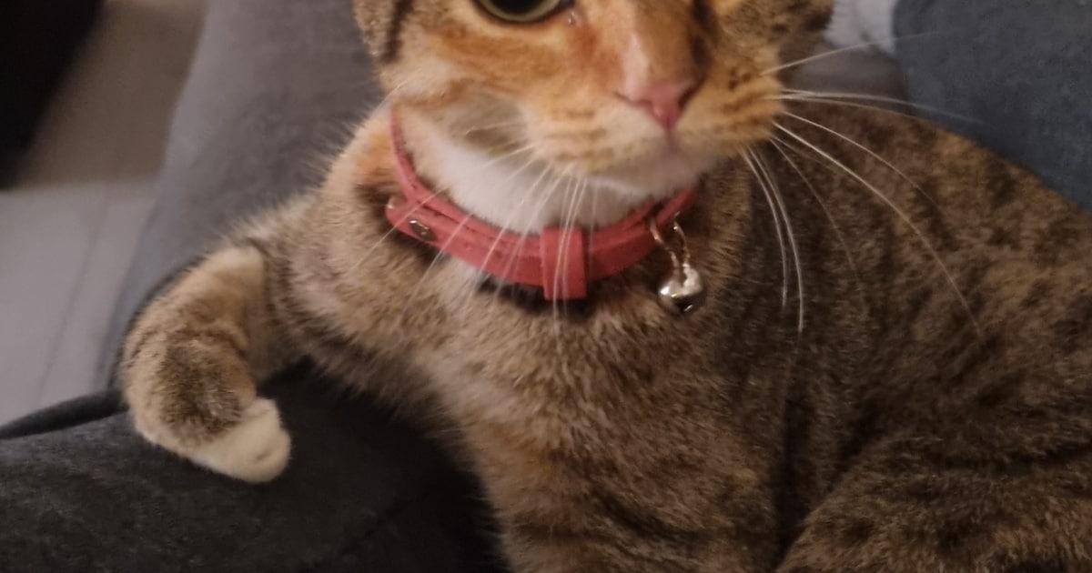 Heb jij Nena gezien? Dit huisdier wordt in Westervoort vermist