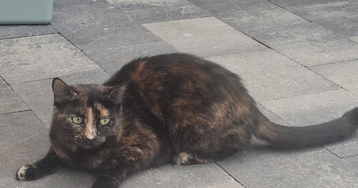 Heb jij Jiro of Suus gezien? Deze twee huisdieren worden in Echt-Susteren vermist